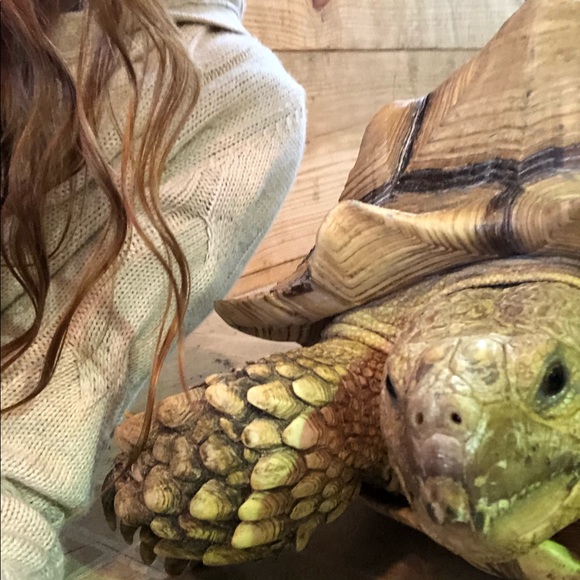 Hooty & Capt Nemo; rescued friends extraordinaire! - Picture 3 of 14